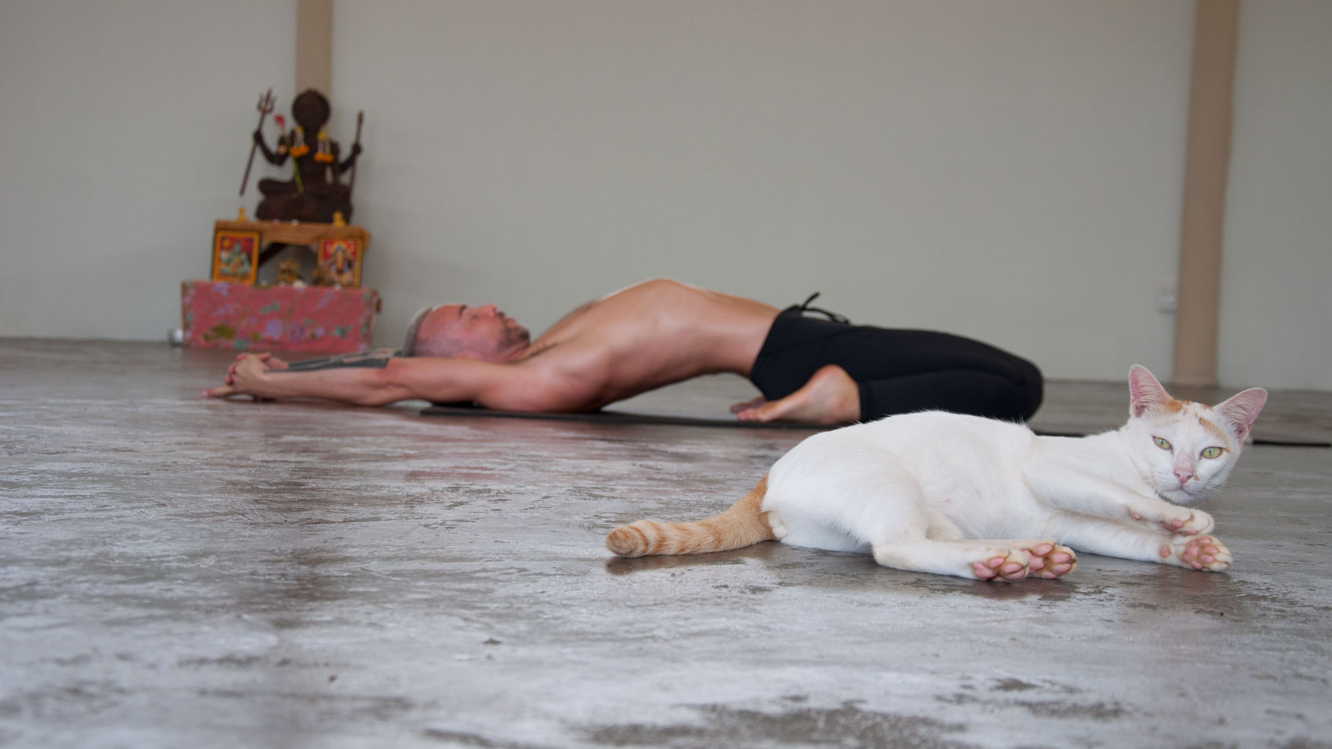 Joachim Koch beim abgelegten Heldensitz während eine weiße Katze daneben liegt.